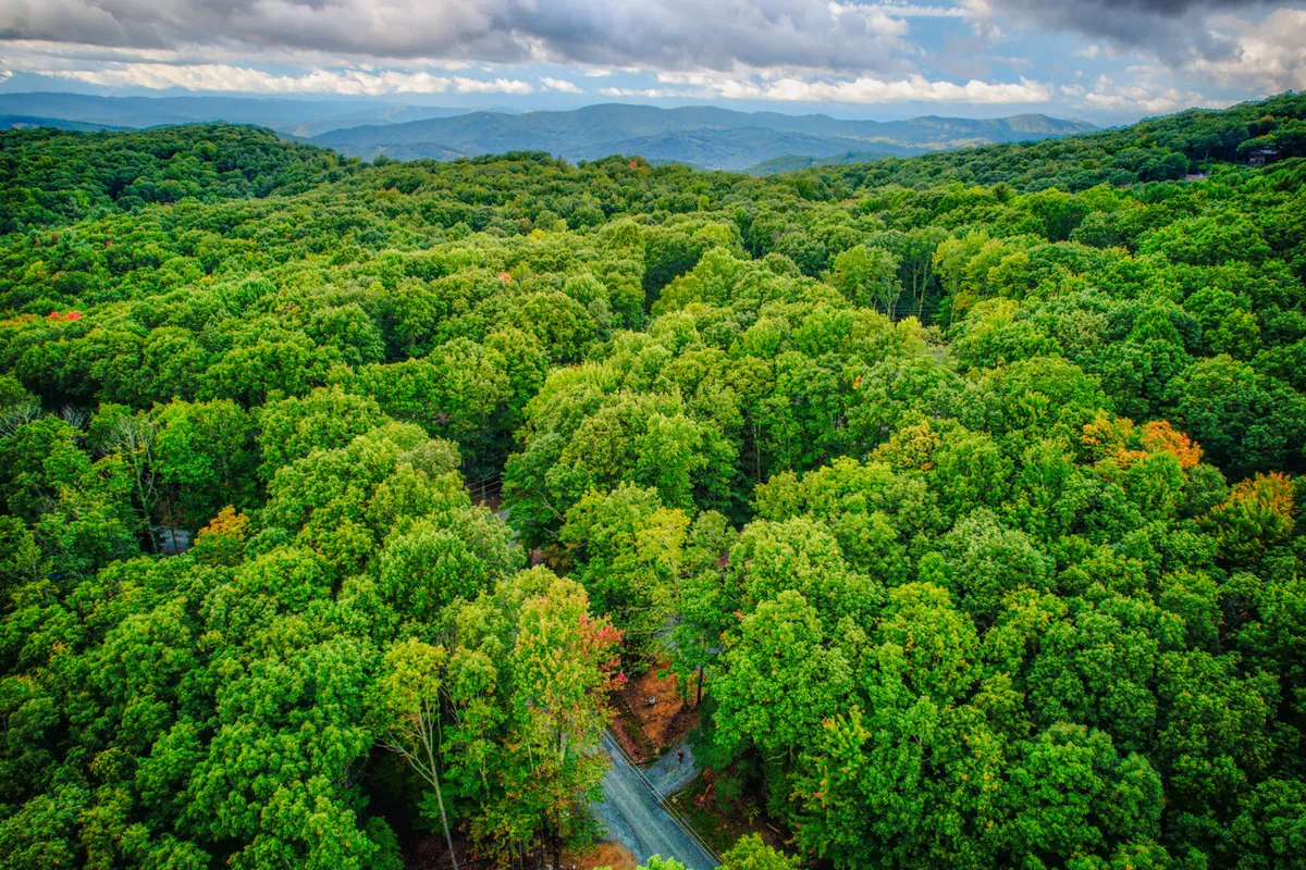 A breathtaking exterior view featuring lush green trees, a winding road, and a mountain backdrop. The setting is serene and inviting, perfect for activities like hiking, nature walks, and wildlife observation. The image captures the essence of outdoor adventure and the beauty of the surrounding landscape near Mossy Rock Retreat.